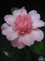 CAMELLIA 'Ballet Queen' CAMELLIA 'Ballet Queen'