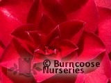 CAMELLIA 'Black Lace' CAMELLIA 'Black Lace'