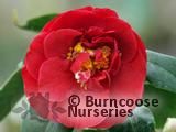 CAMELLIA 'Blood of China'  