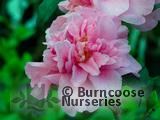 CAMELLIA 'Caerhays'  