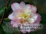 CAMELLIA 'China Doll' CAMELLIA 'China Doll'