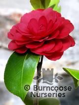 CAMELLIA 'Coquettii'  