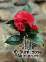 CAMELLIA 'Daikagura'  