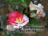 CAMELLIA 'Dainty'  