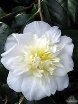 CAMELLIA 'Dear Jenny'  