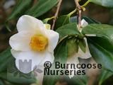 CAMELLIA 'Devonia' CAMELLIA 'Devonia'