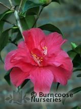 CAMELLIA 'Diamond Head' CAMELLIA 'Diamond Head'