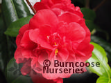 CAMELLIA 'Dixie Knight' CAMELLIA 'Dixie Knight'