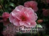 CAMELLIA 'Donation'  
