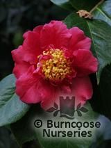 CAMELLIA 'Drama Girl'  