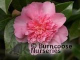 CAMELLIA 'Elsie Jury'  
