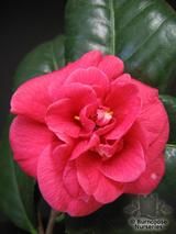 CAMELLIA 'Emperor of Russia'  