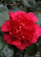 CAMELLIA 'Firebird'  