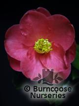 CAMELLIA 'Fred Sander'  