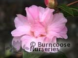 CAMELLIA 'Galaxie' CAMELLIA 'Galaxie'
