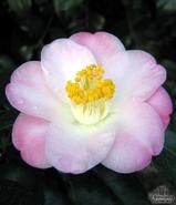 CAMELLIA 'Grace Bunton'  