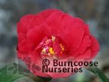 CAMELLIA 'Grand Slam' CAMELLIA 'Grand Slam'