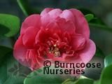 CAMELLIA 'Guest of Honour' CAMELLIA 'Guest of Honour'