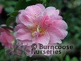 CAMELLIA 'Gwavas'  