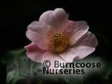 CAMELLIA 'J.C. Williams'  