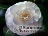 CAMELLIA 'Jovey Carlyon'  