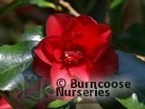 CAMELLIA 'Konron Jura' CAMELLIA 'Konron Jura'