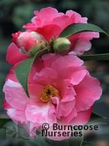 CAMELLIA 'Leonard Messel' CAMELLIA 'Leonard Messel'