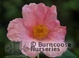 CAMELLIA 'Mary Christian' CAMELLIA 'Mary Christian'