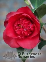 CAMELLIA 'Midnight' CAMELLIA 'Midnight'