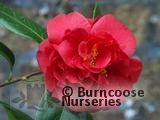 CAMELLIA 'Miss Charleston' CAMELLIA 'Miss Charleston'