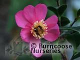 CAMELLIA 'Paradise Glow' CAMELLIA 'Paradise Glow'