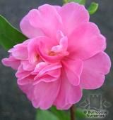 CAMELLIA 'Paradise Hilda'  