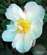 CAMELLIA 'Paradise Vanessa' CAMELLIA 'Paradise Vanessa'