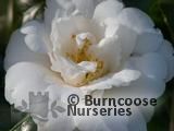 CAMELLIA 'Pride of Descanso'  