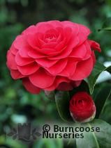 CAMELLIA 'Roger Hall'  