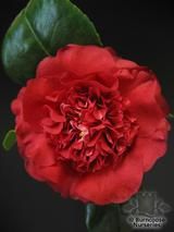 CAMELLIA 'Ruby Wedding' CAMELLIA 'Ruby Wedding'