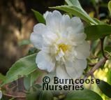 CAMELLIA 'Snow Flurry'  