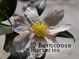 CAMELLIA 'Shinonome' CAMELLIA 'Shinonome'