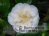 CAMELLIA 'Sode-gashuki'  