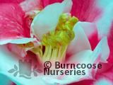 CAMELLIA 'The Czar' CAMELLIA 'The Czar'