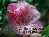 CAMELLIA 'Tomorrow Park Hill' CAMELLIA 'Tomorrow Park Hill'