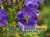 CAMPANULA carpatica 'Blue Clips' CAMPANULA carpatica 'Blue Clips'