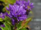 CAMPANULA glomerata 'Superba' CAMPANULA glomerata 'Superba'