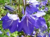 CAMPANULA persicifolia CAMPANULA persicifolia