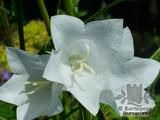 CAMPANULA CAMPANULA
