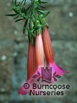CANTUA buxifolia  