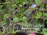 CARPODETUS serratus CARPODETUS serratus