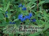 CARYOPTERIS x clandonensis 'Kew Blue' CARYOPTERIS x clandonensis 'Kew Blue'