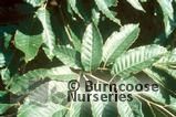 CASTANEA mollissima CASTANEA mollissima