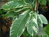 CASTANEA sativa 'Variegata' CASTANEA sativa 'Variegata'